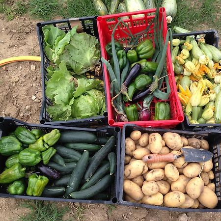 카살레 마리티모 Fattoria Della Gioiosa - Agriturismo La Gelinda 게스트하우스 외부 사진